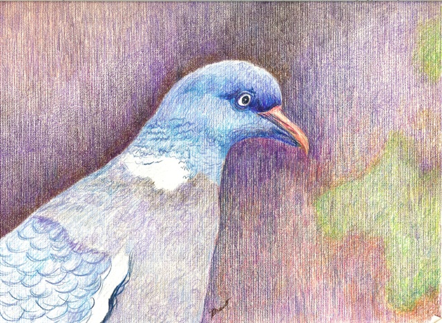 [pigeon+color.jpg]