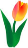 [orange-tulipth.jpg]