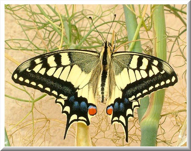 [1-Papilio+Podalirius.jpg]