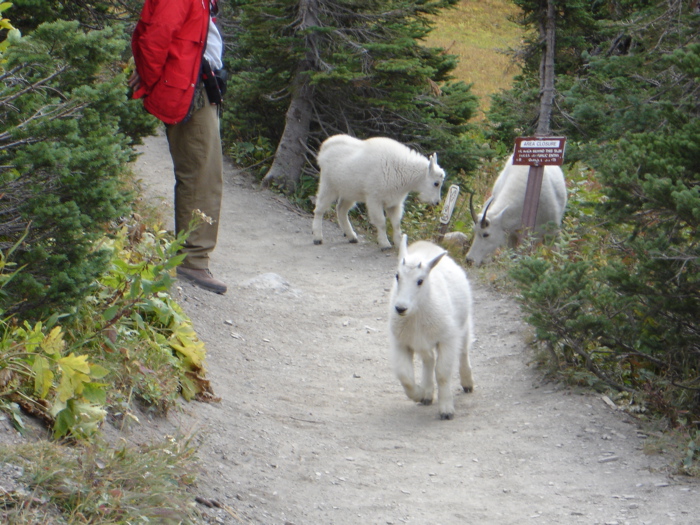 [goat+on+trail.jpg]