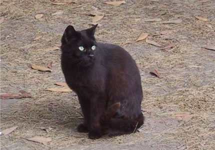 [lucky-black-cats.jpg]