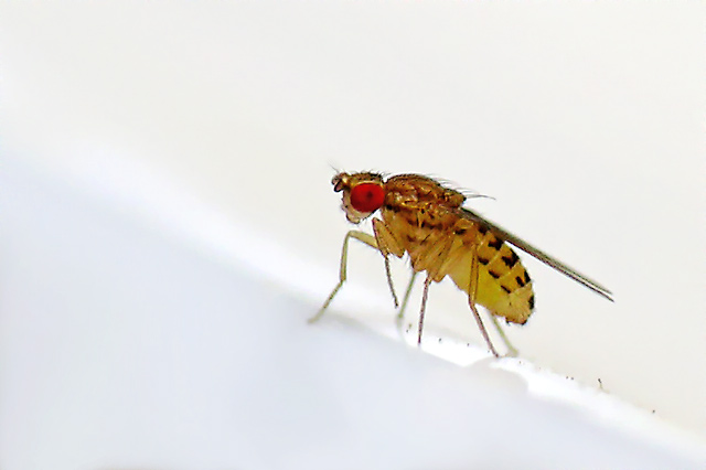 [Drosophila-sp-640px.jpg]