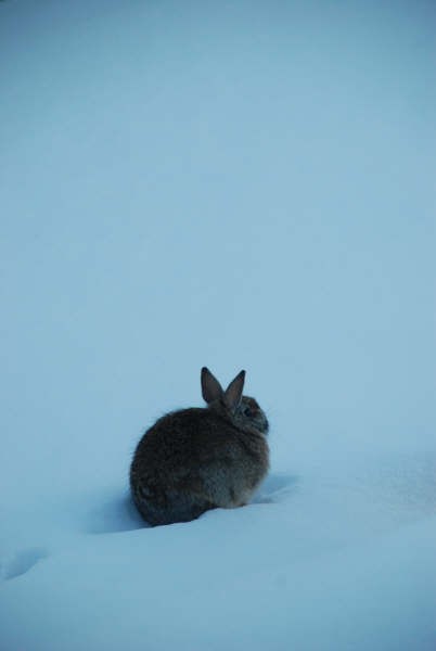 [Bunny+far+away.jpg]