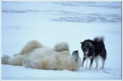 [polar_bear_huskies7.jpeg]