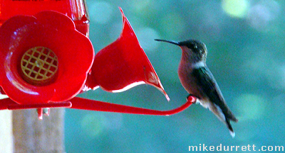 What's this? A hummingbird!