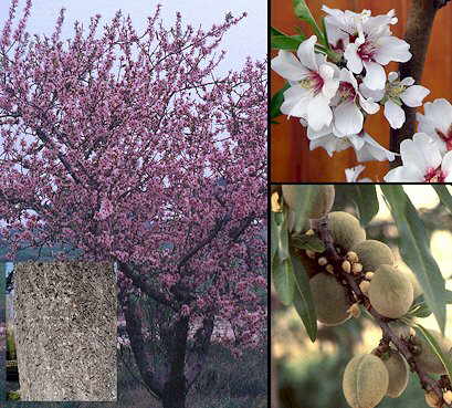 [Prunusdulcis.jpg]