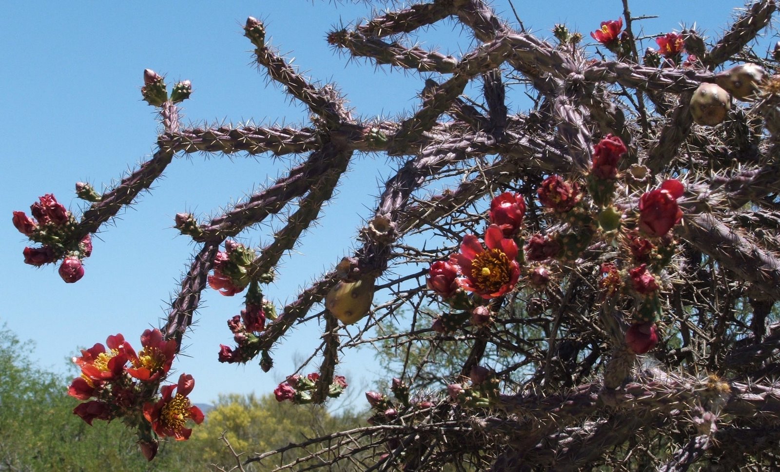 [Red+Cholla+Blossoms.jpg]