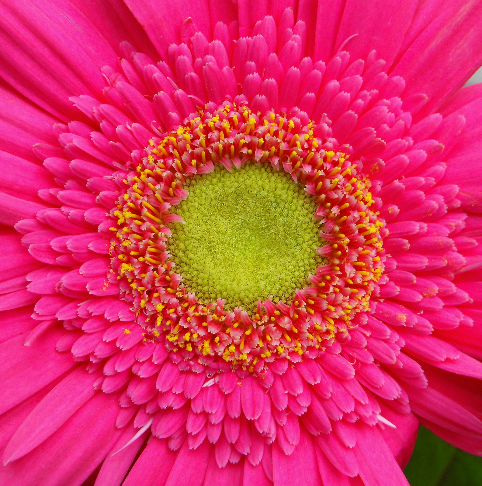 [Pink+Flower.jpg]