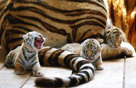 [tigers-tiny-babies.jpg]