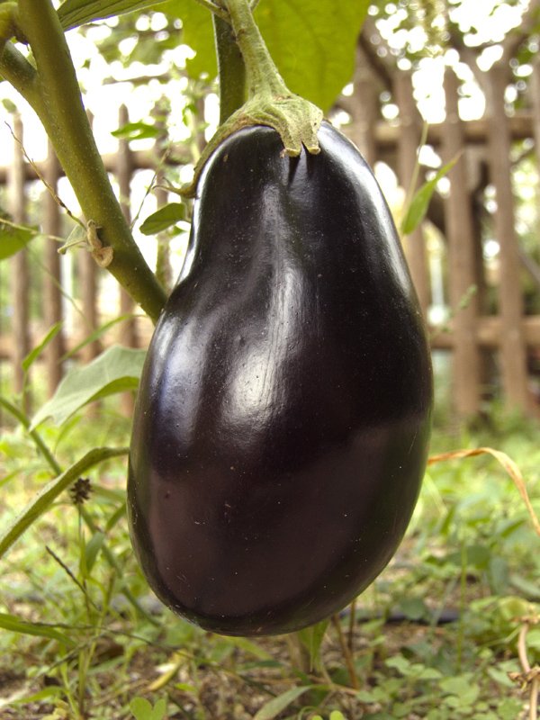 [eggplant.jpg]