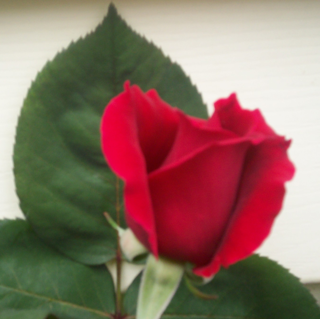 [rose+01.jpg]