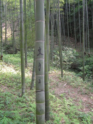 [bamboo+tree.jpg]