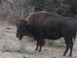 catalina bison
