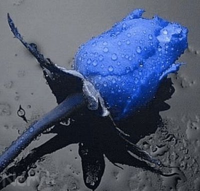 [rosa+azul.jpg]