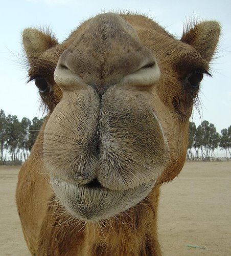 [camel+picture.jpg]