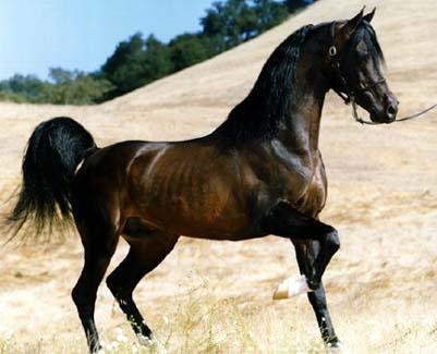 [arabian+horse.bmp]