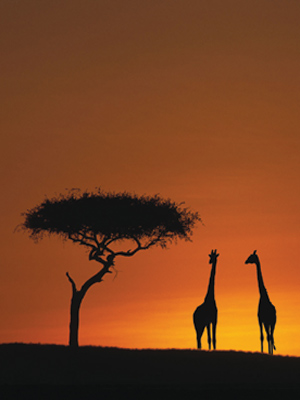 [Southern%20Africa%20Homepage%20Exciting%20Safari%202[1].jpg]