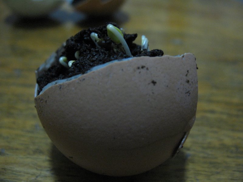 [egg-shell-germination.jpg]