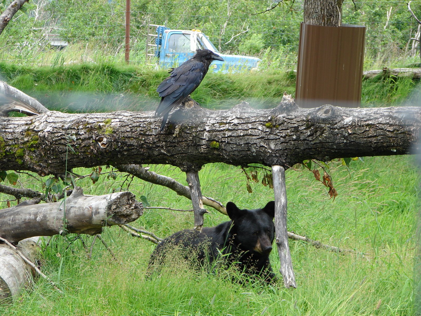 [black+bear+and+raven+at+wildlife+park.jpg]