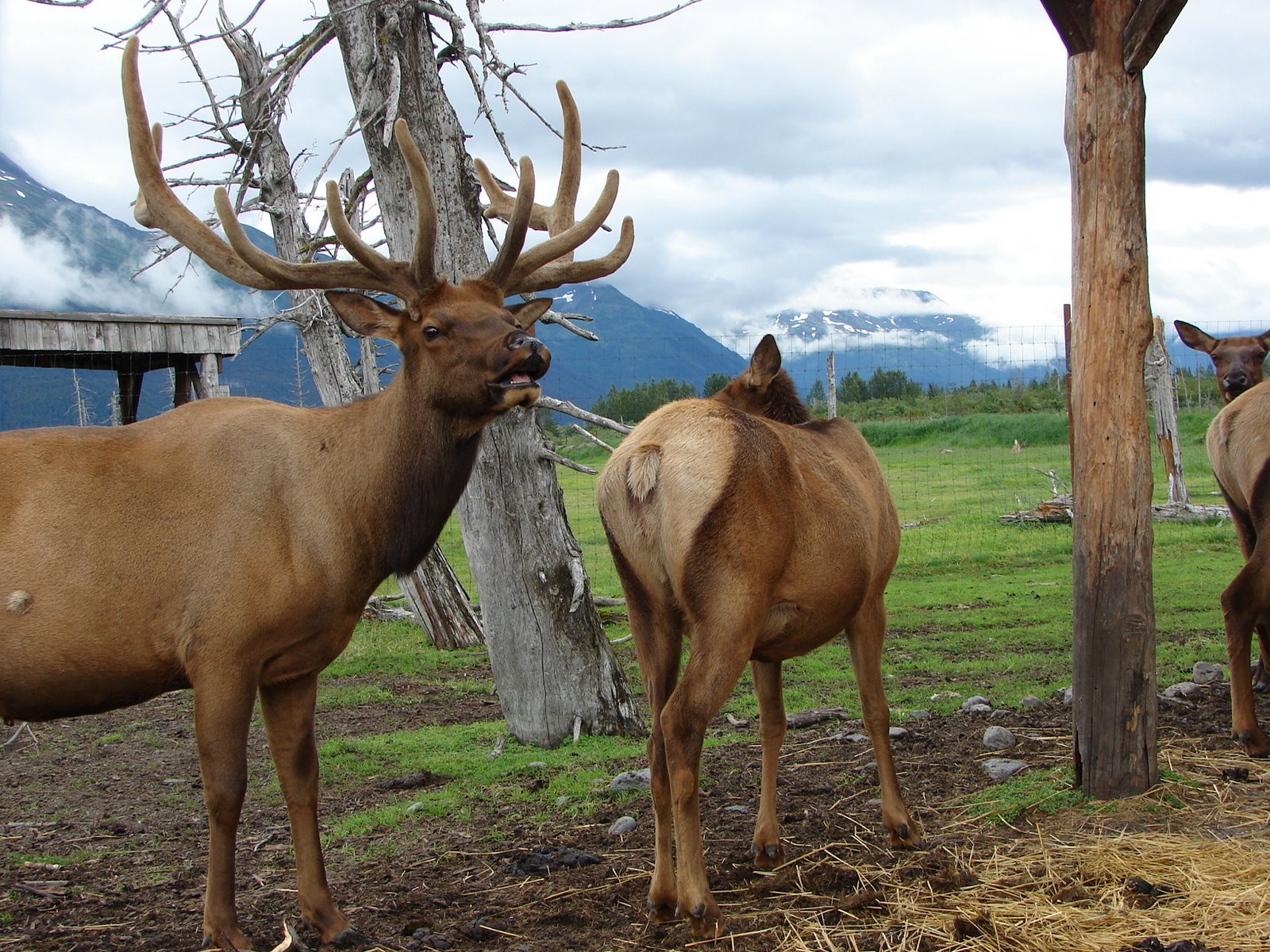 [elk+at+wildlife+park.jpg]