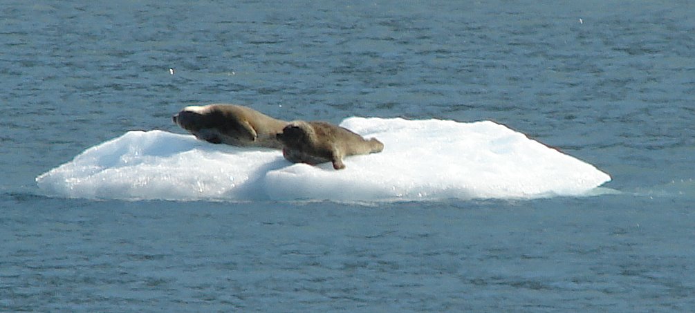 [harbor+seals+on+iceberg+whittier.jpg]
