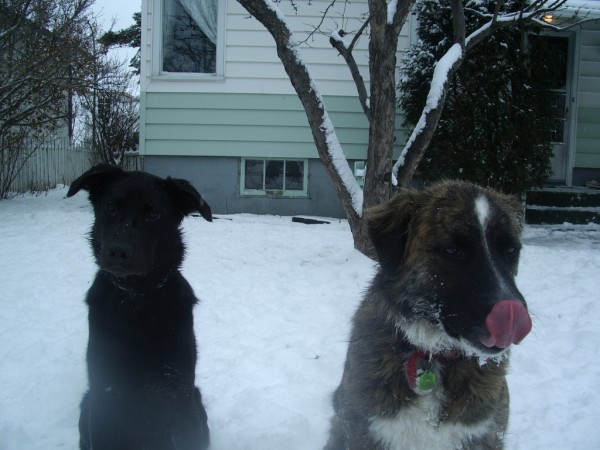 [Dogs+in+Snow+037+(600+x+450).jpg]