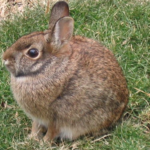 [Tochtli-Rabbit-Conejo.jpg]