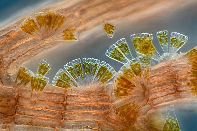 [marine+diatoms+attached+to+red+algae+by+charles+krebs+copy.jpg]