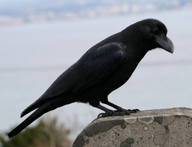 [crow0001.JPG]