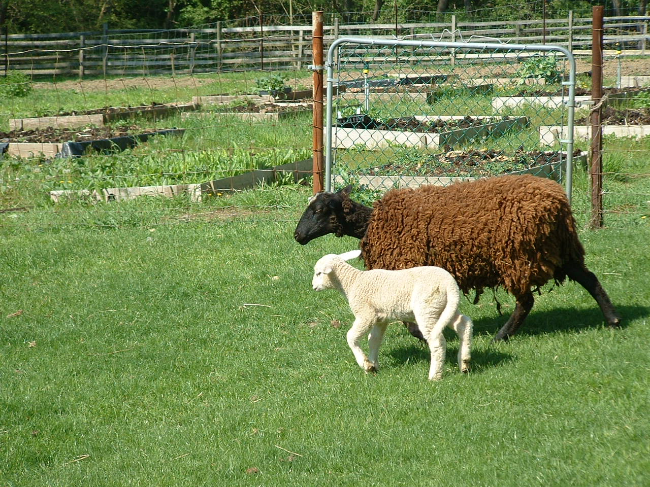 [sheep+farm+035.jpg]