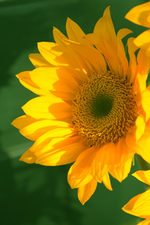 [Sunflower1_forweb.jpg]