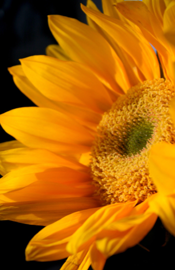 [sunflower2_forweb_best.jpg]