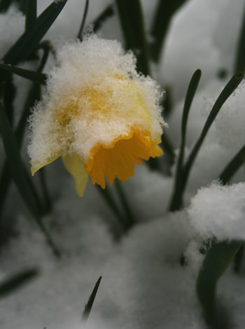 [daffodill_snow_forweb.jpg]