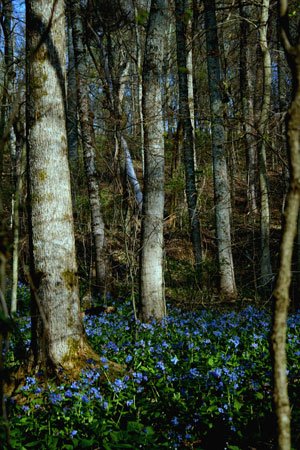 [woods_bluebonnets-_forweb.jpg]