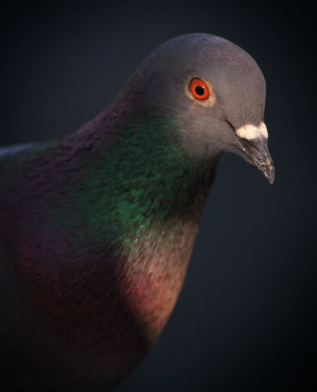 [pigeon_portrait-forweb_best.jpg]