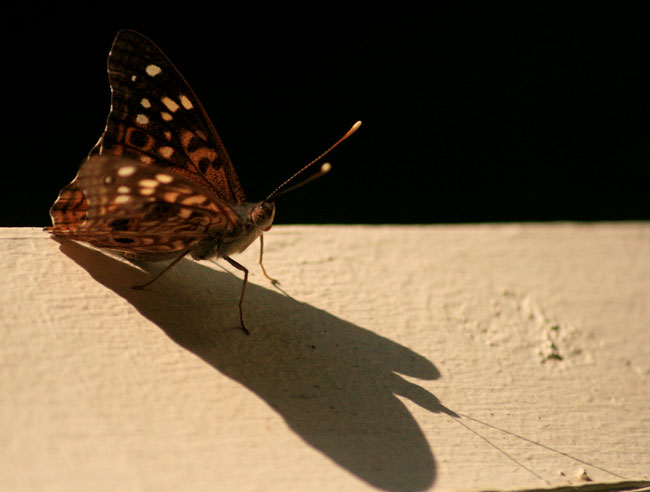 [butterfly-forweb.jpg]