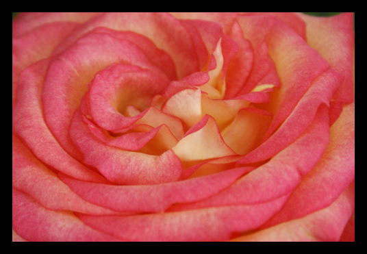 [rose+close-up.jpg]