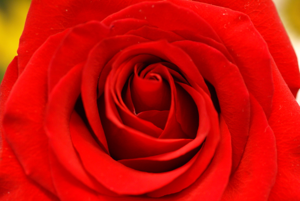 [red+rose]