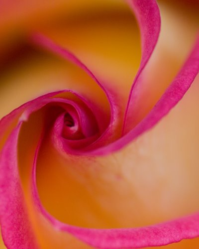 [rose+close+up.jpg]