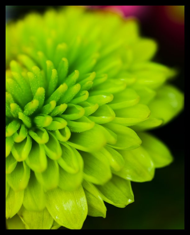 [green+flower.jpg]