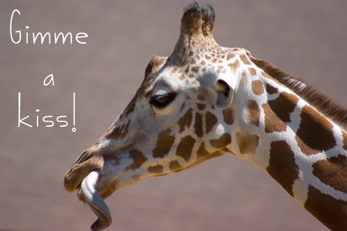 [giraffe.jpg]