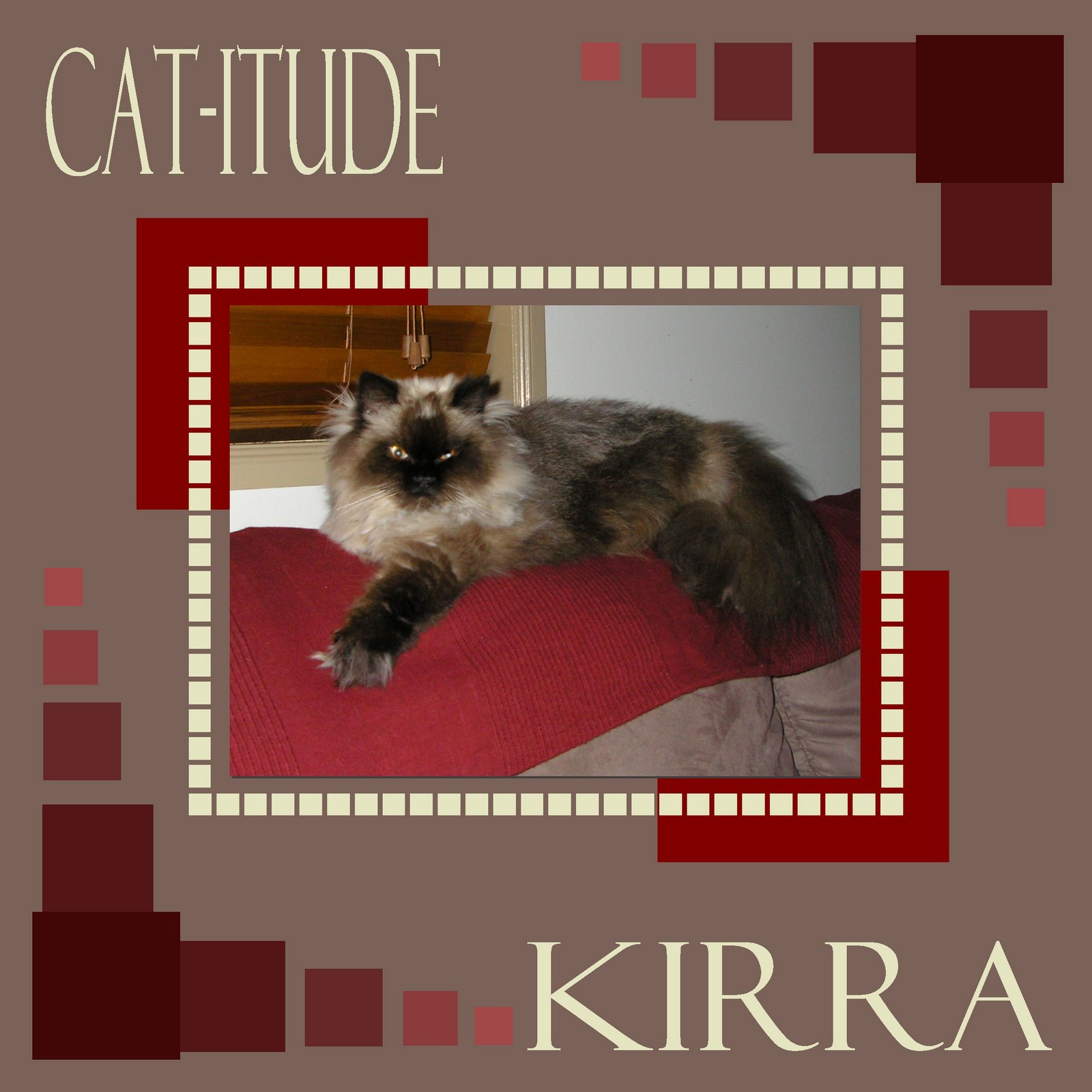[catitude+kirra.jpg]