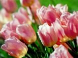 [tulips.bmp]