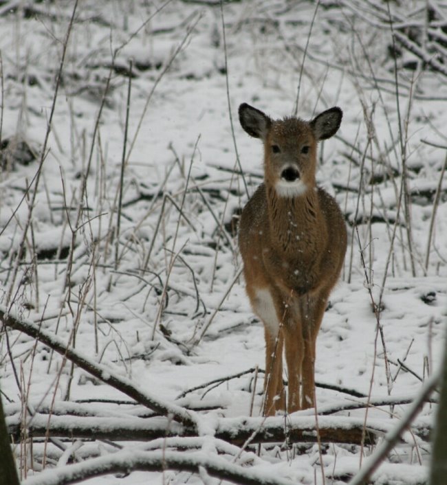 [baby+deer+in+snow.jpg]