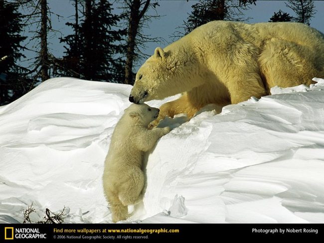 [polar-bear-coaxing-baby.jpg]