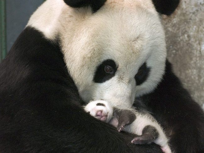 [baby-panda-2249.jpg]