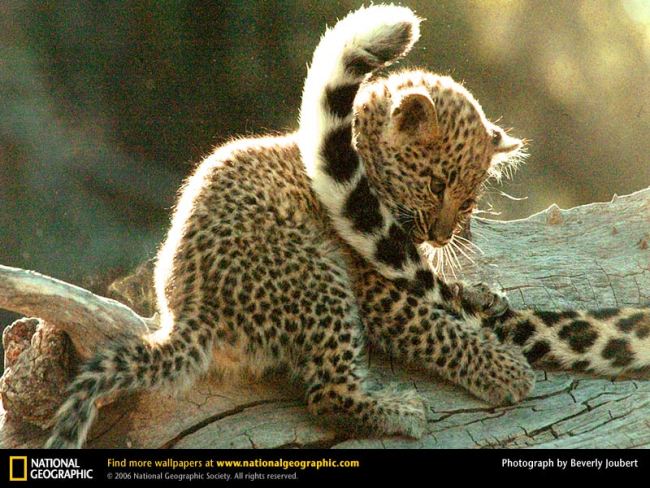 [leopard-baby.jpg]