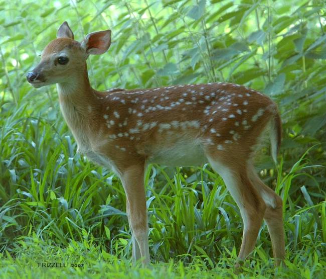 [2007-05-30_white-tail-faun-pennsylvania-white-tail-deer-1.jpg]