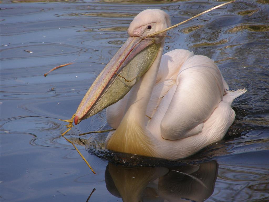 [pelican.JPG]
