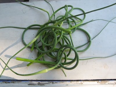 [handful-garlic-scapes-small.jpg]